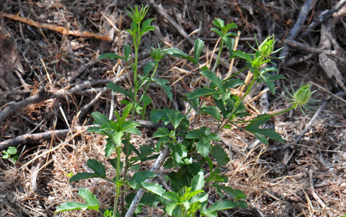 Hibiscus coulteri, Desert Rosemallow